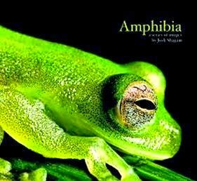 Amphibia Pengertian Ciri Ciri Klasifikasi Dan Peranannya