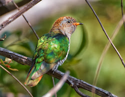 Asian Emerald Cuckoo