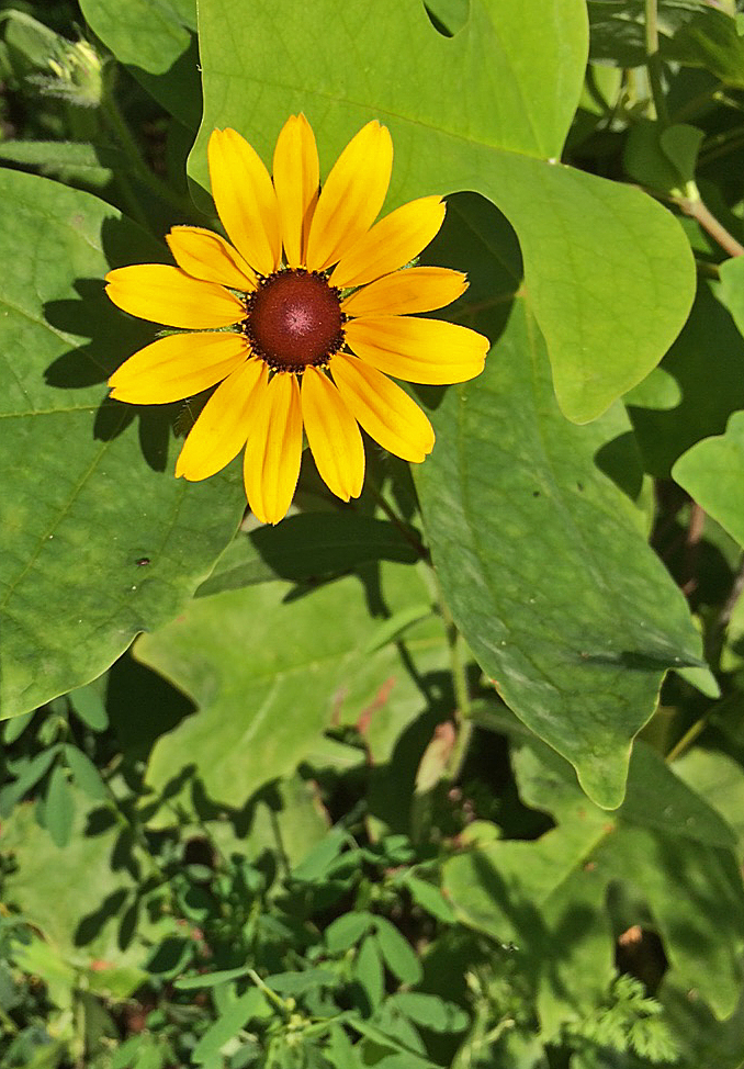 Roundtop Ruminations First browneyed susan of summer