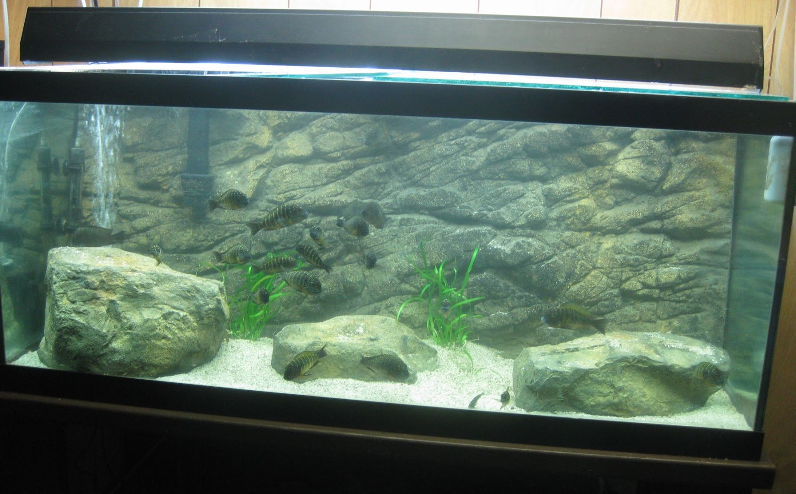 3D Aquarium Background