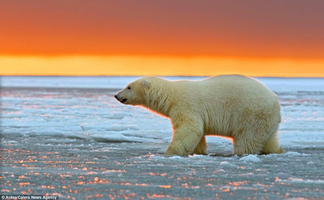 imágenes osos polares puesta del sol