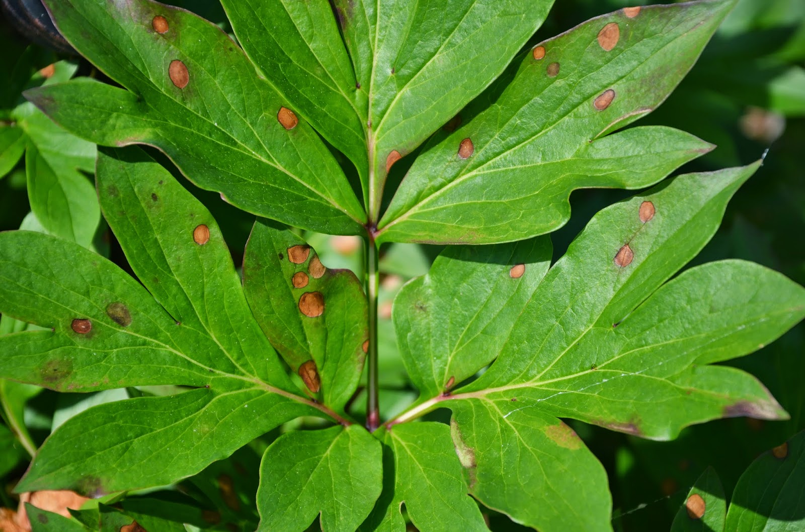 Southern Peony: 2014 Intersectional Peony Fungal Diseases