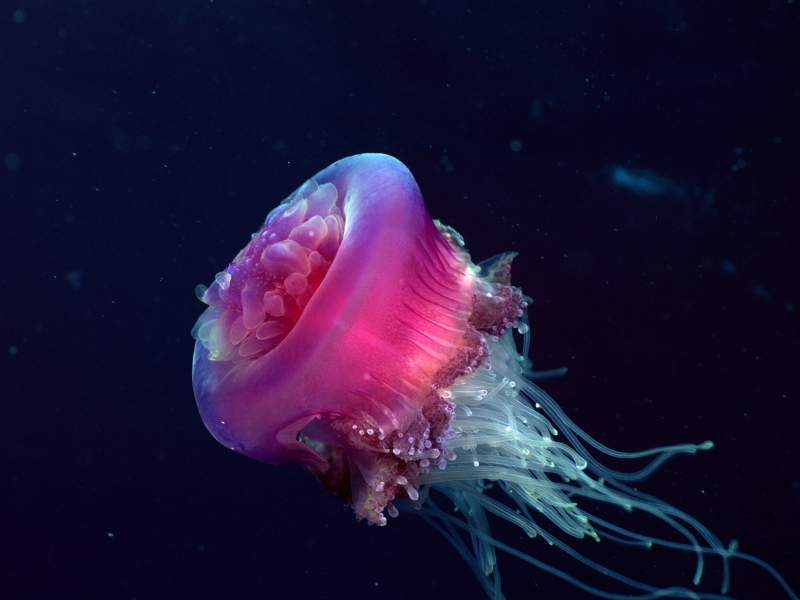 Interesting Facts Interesting Facts about Jellyfish