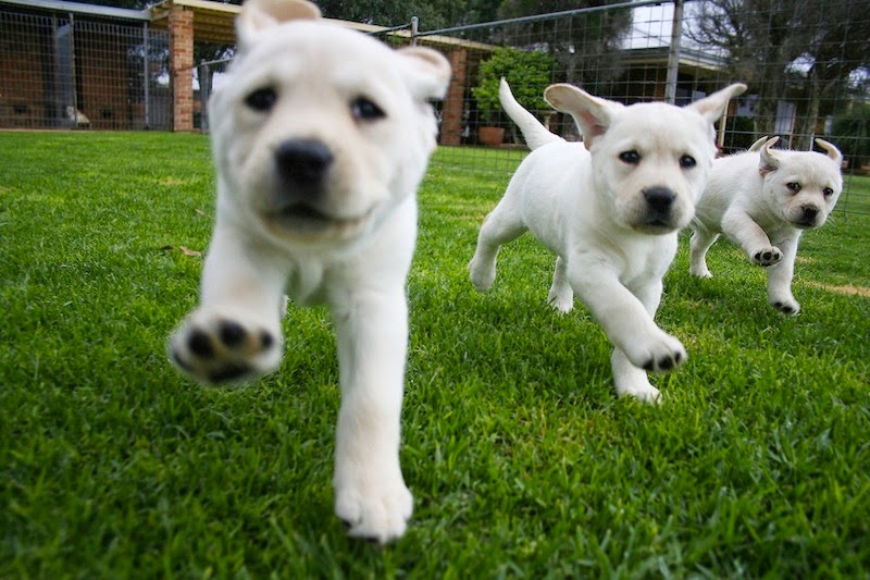 a Dog Breeder The Pet Net