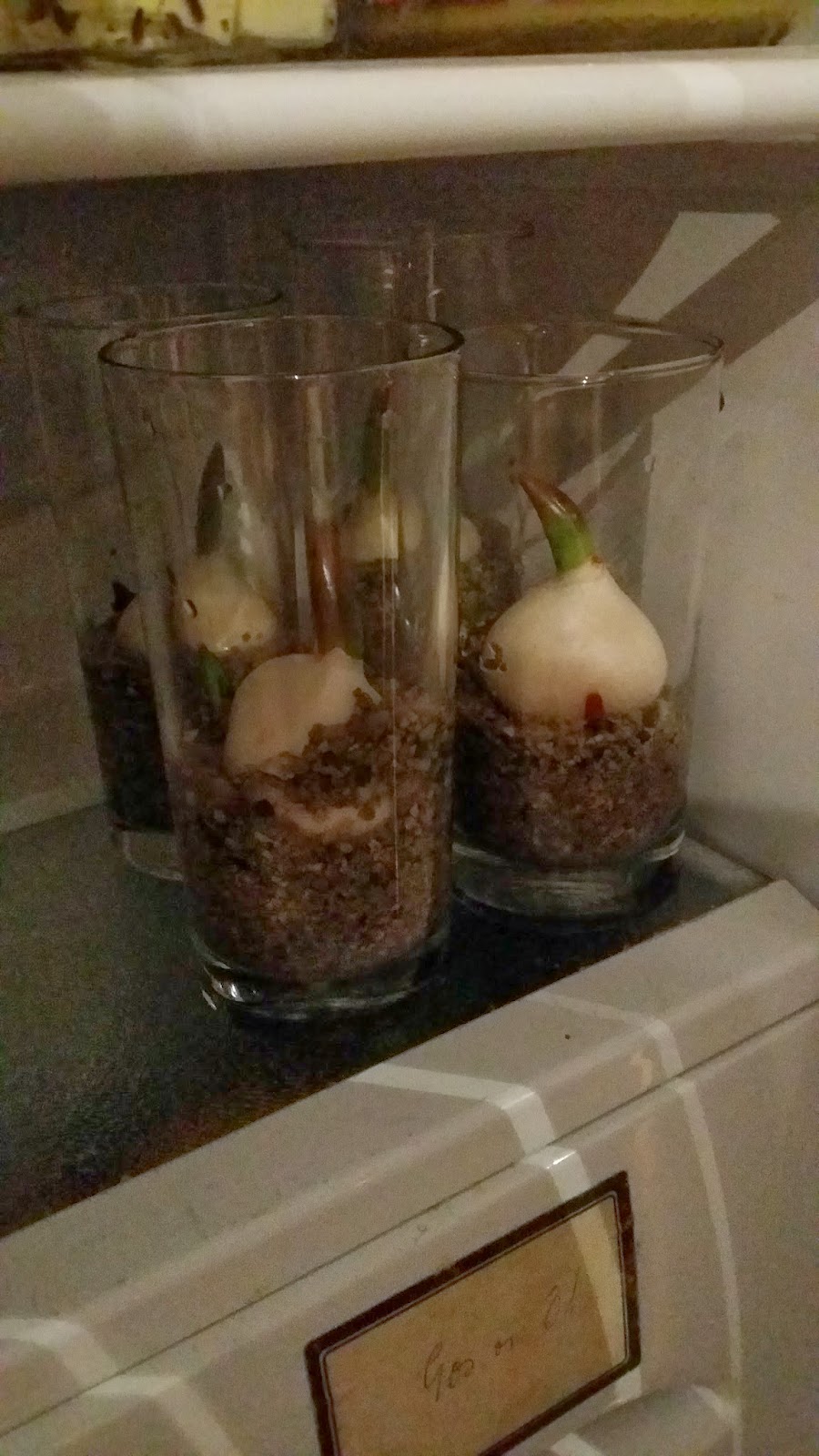  Basement experiments Forcing tulips