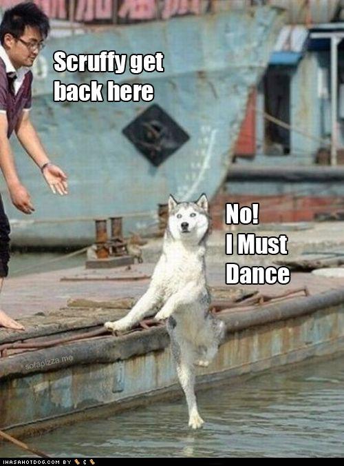 funny-dog-pictures-scruffy-get-back-here.jpeg
