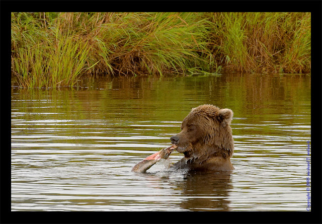 صور أكثر من رائعة من عالم الحيوان!!!! Fishing+Grizzly+-+Alaska