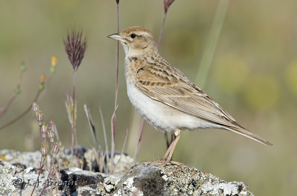 Cogujada montesina; Galerida theklae; Thekla Lark Cogujada montesina; Galerida theklae; Thekla Lark
