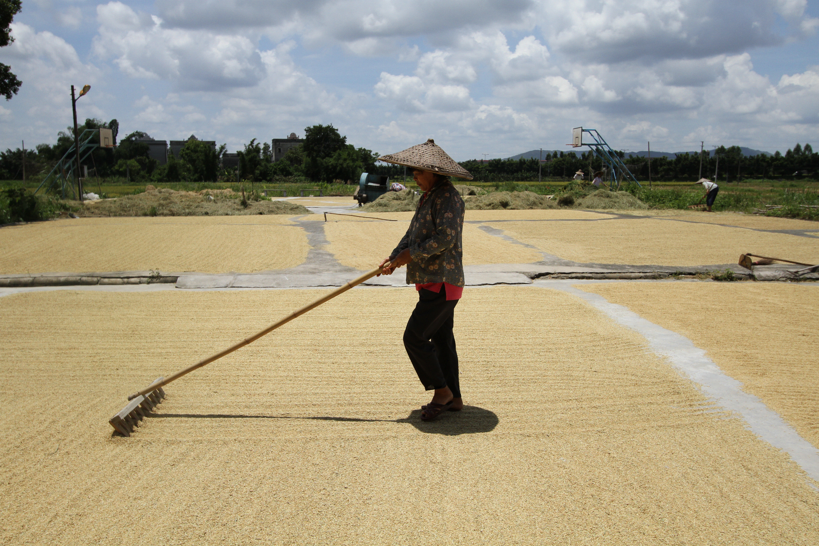 Nature and Farming Rice Production Chapter 17 Harvesting
