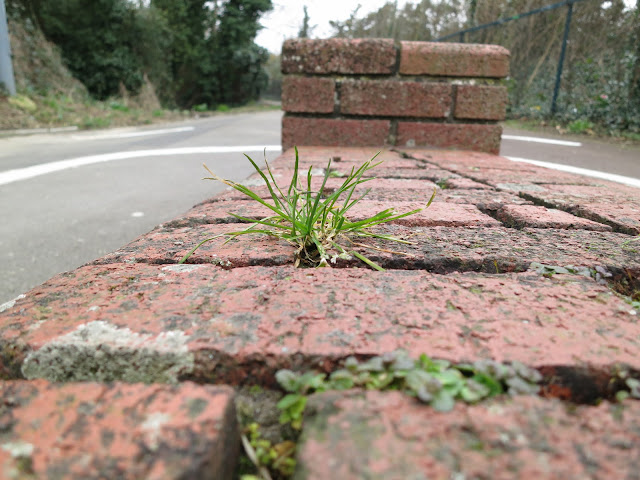 Single plant of grass grows from the wall beside the underpass path.