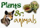 PLANTS & ANIMALS