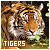 I like tigers