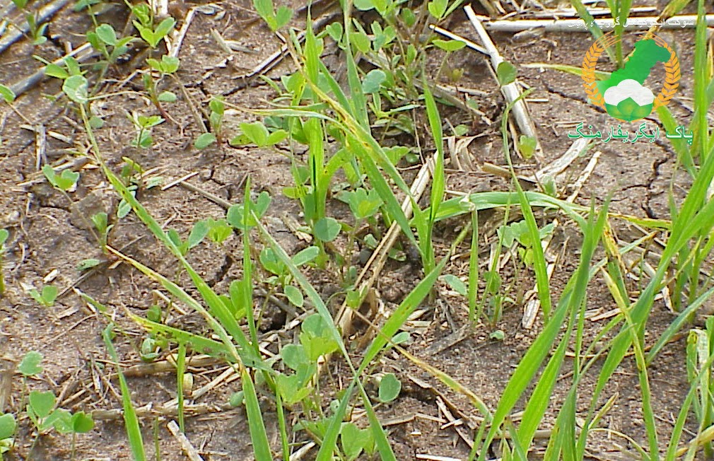 Rice Straw Mulch in Zero Tillage Wheat