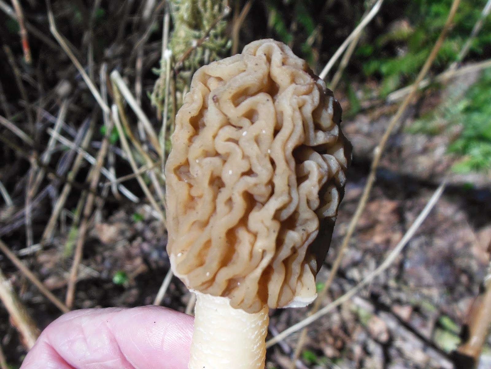 R and R travels Tracking the Elusive Morel Mushroom