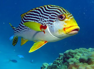 Sweetlips Marine Fish