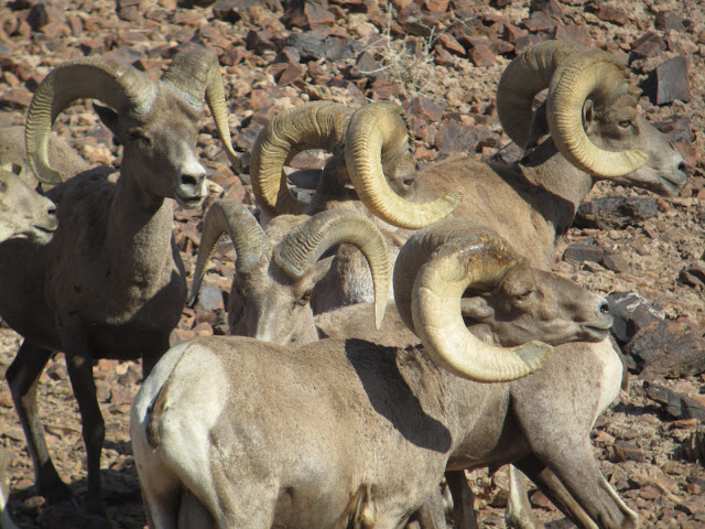 AZ+Desert+Bighorn+Sheep+Scouting+Pics+by+Colburn+and+Scott+Outfitters+15.JPG