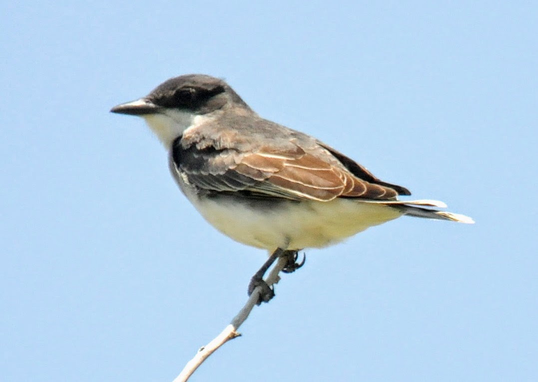 Bird Hybrids: Western Kingbird x Eastern Kingbird