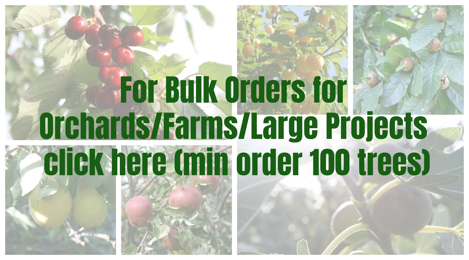 Bulk Fruit Tree Orders