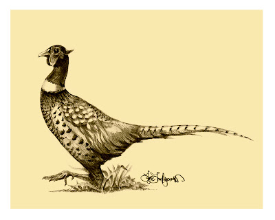 Pheasant Drawing