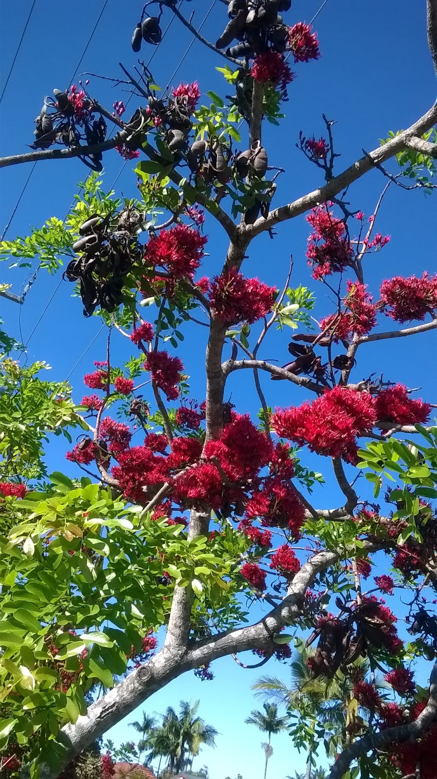 Brisbane Street Trees Drunken Parrot Tree Schotia brachypetala