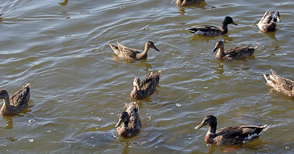 snapndrag vs duckcapture snapndrag vs duckcapture