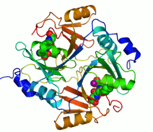 What are proteins that act as biological catalysts called?