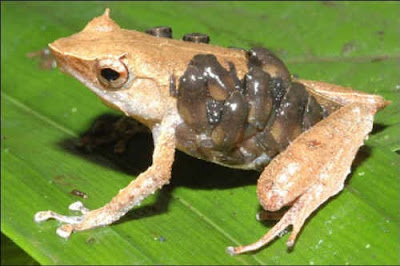 Bệnh Chytridiomycosis ở loài ếch