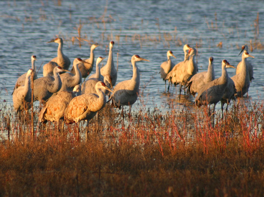 Vickie Henderson Art Kentucky's Sandhill Crane Hunt ProposalYour