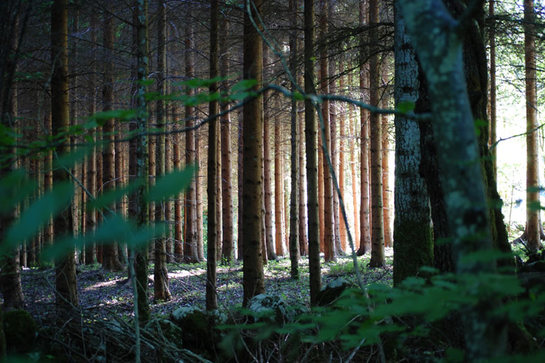 Baby Name Pondering Forrest