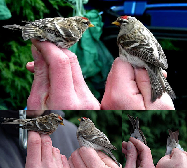 Worcestershire Redpolls and separation guide Worcestershire Redpolls