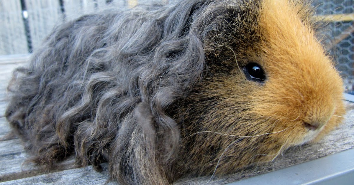 All Things Guinea Pig Breeds and Varieties