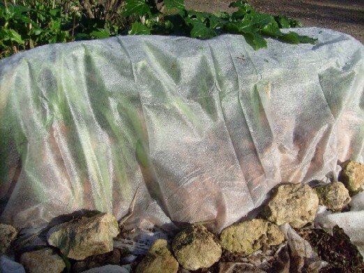 Le Douaire Ile De Vivre Tout Savoir Sur Le Cotoneaster