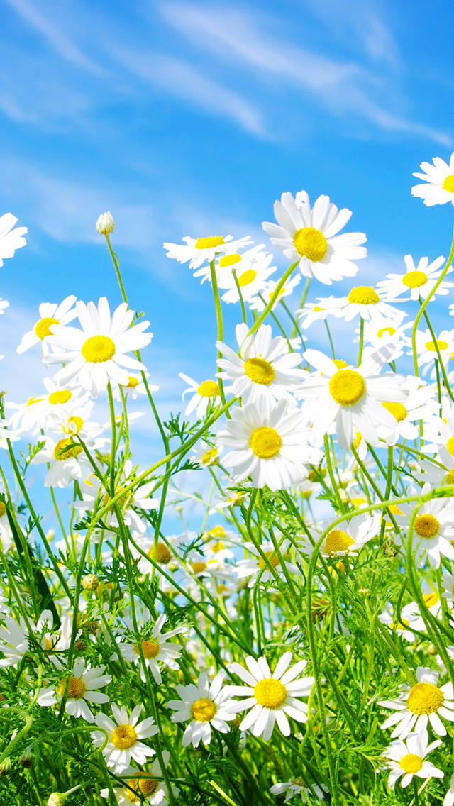 Free Wallpaper For Android Wallpaper For Iphone Mobilewallz Daisies Flowers Wallpaper