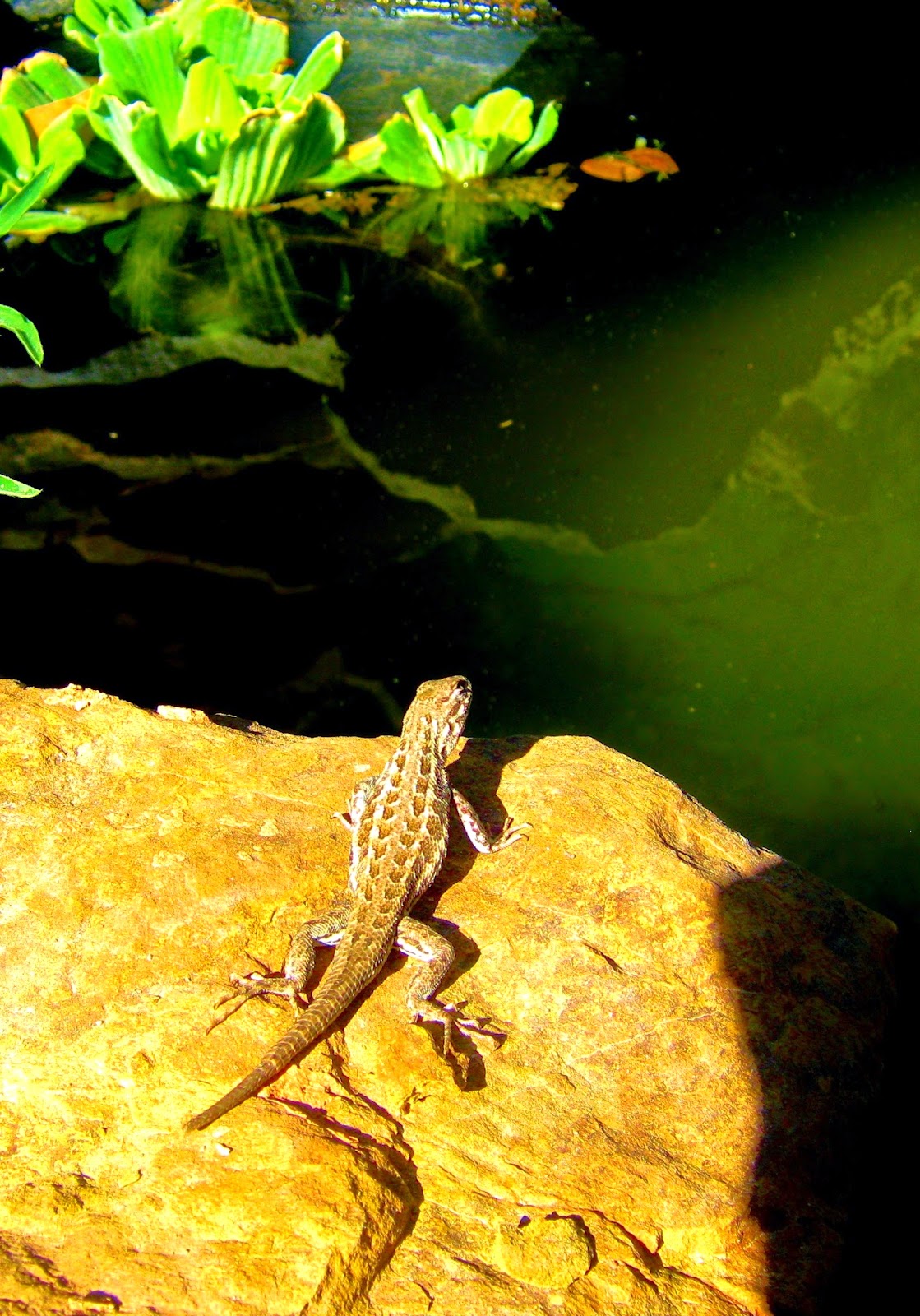 Cricket Song Farm Lizards can't swim