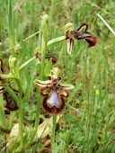 Orquídeas de Talamantes.