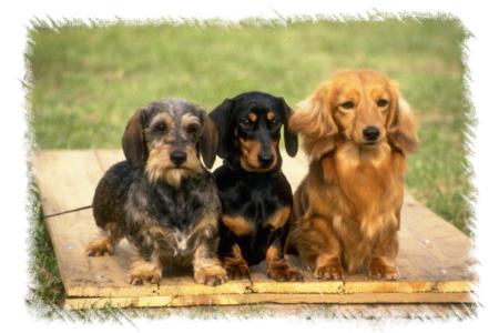 Pawfect Petz Breed Profile Dachshund