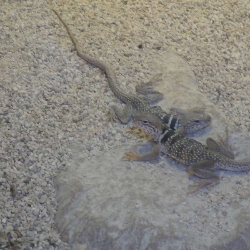 Adventures in Weseland Springs Preserve A Lost Blog