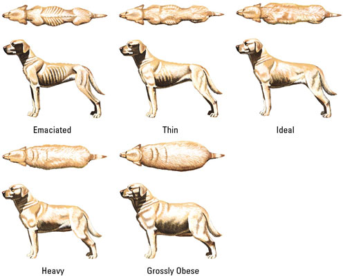 Pug Ideal Weight Chart