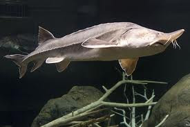 Notícias - Os 10 maiores peixes de água doce do mundo 10-+beluga