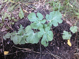 young watermelon plants in mound