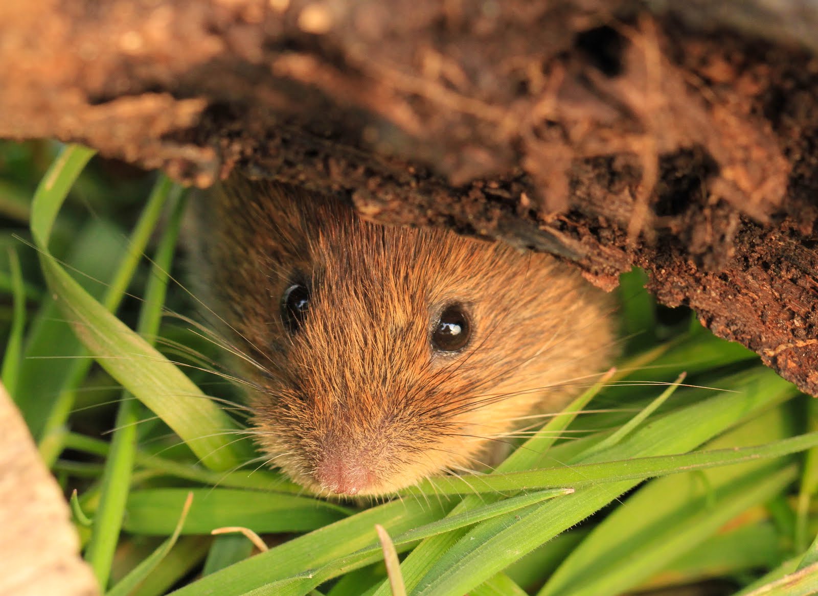 Bank Vole