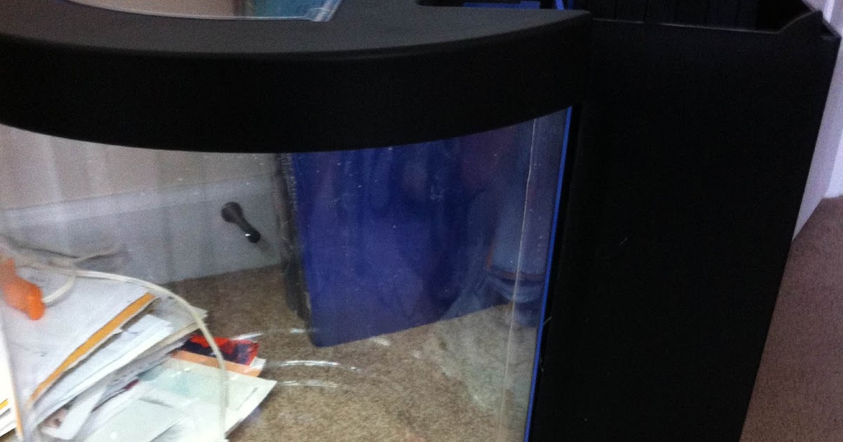 Raising Pet Jellyfish New DIY Jellyfish Tank