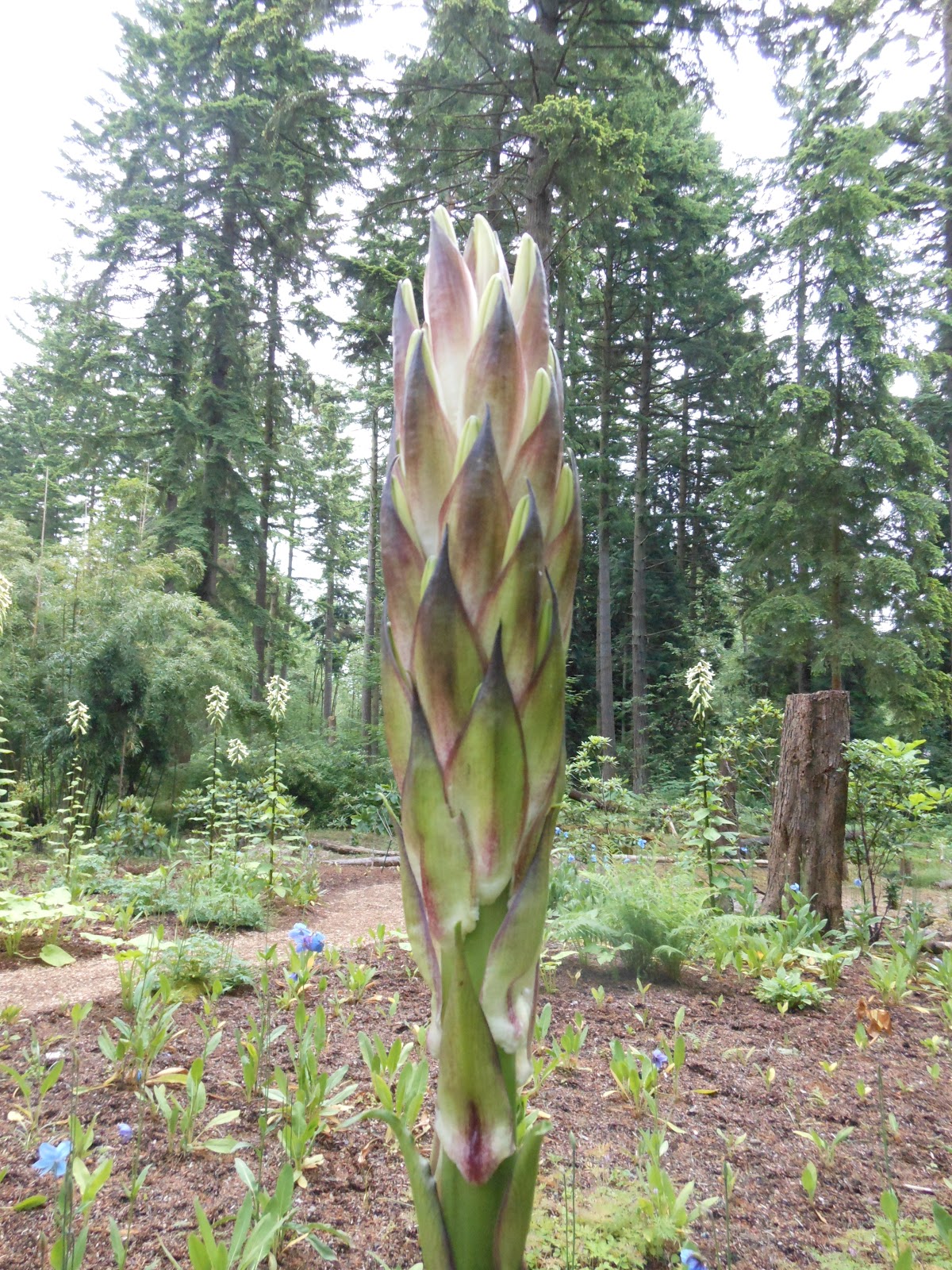 Cardiocrinum giganteum