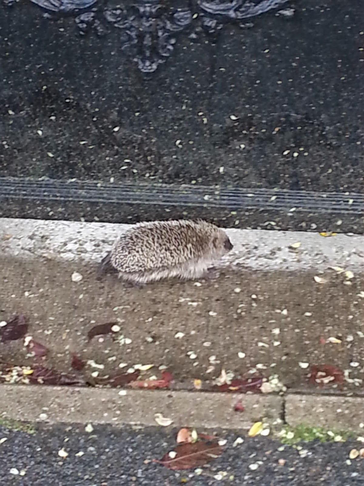 rencontre du hérisson
