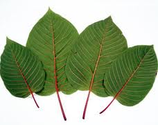 Kebaikan daun ketum