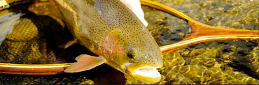 Cornerstone Creek Nets