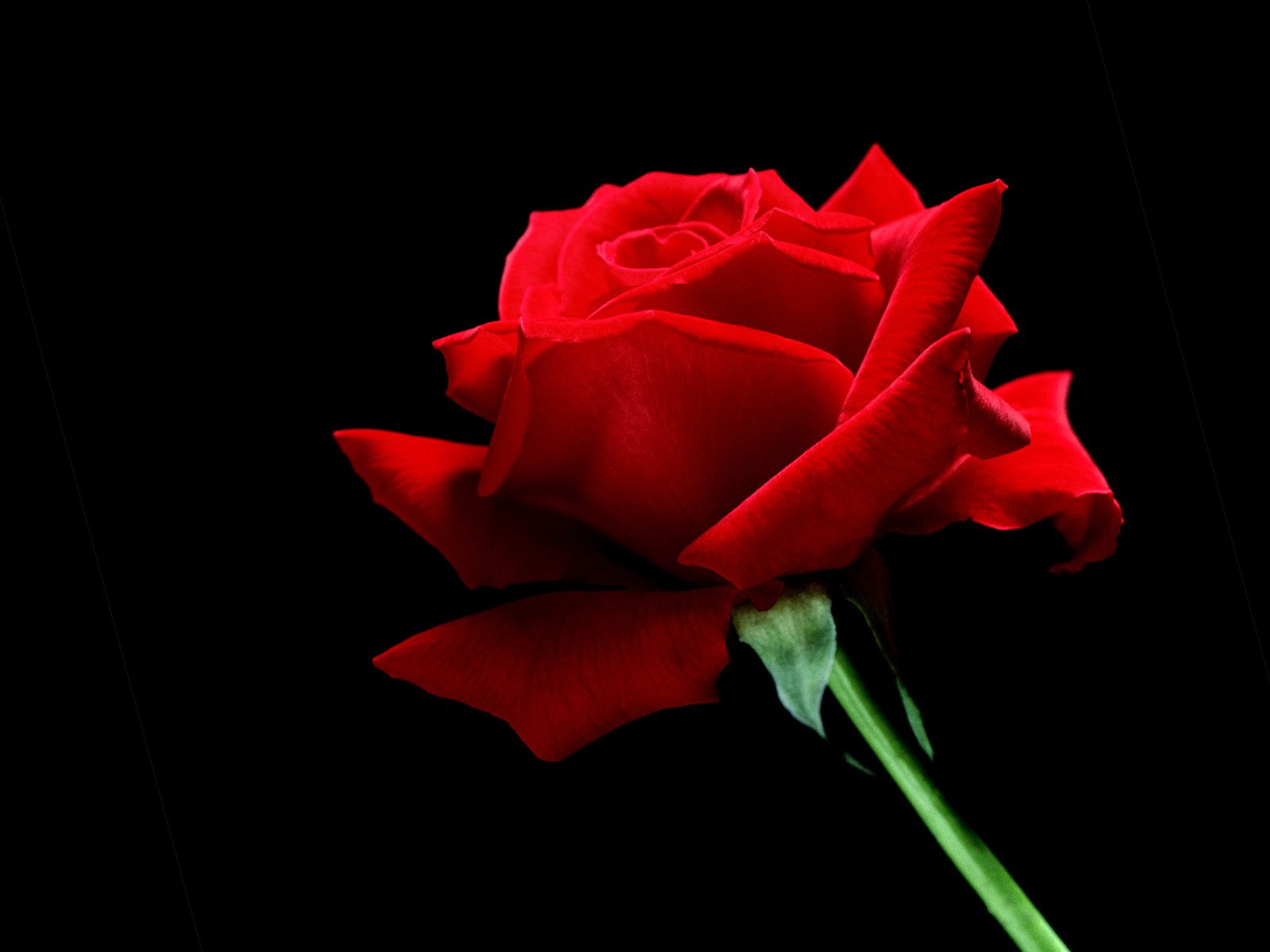 Wallpaper Gallery: Rose Flower Wallpaper -6
