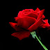 Rose Flower Wallpaper -6