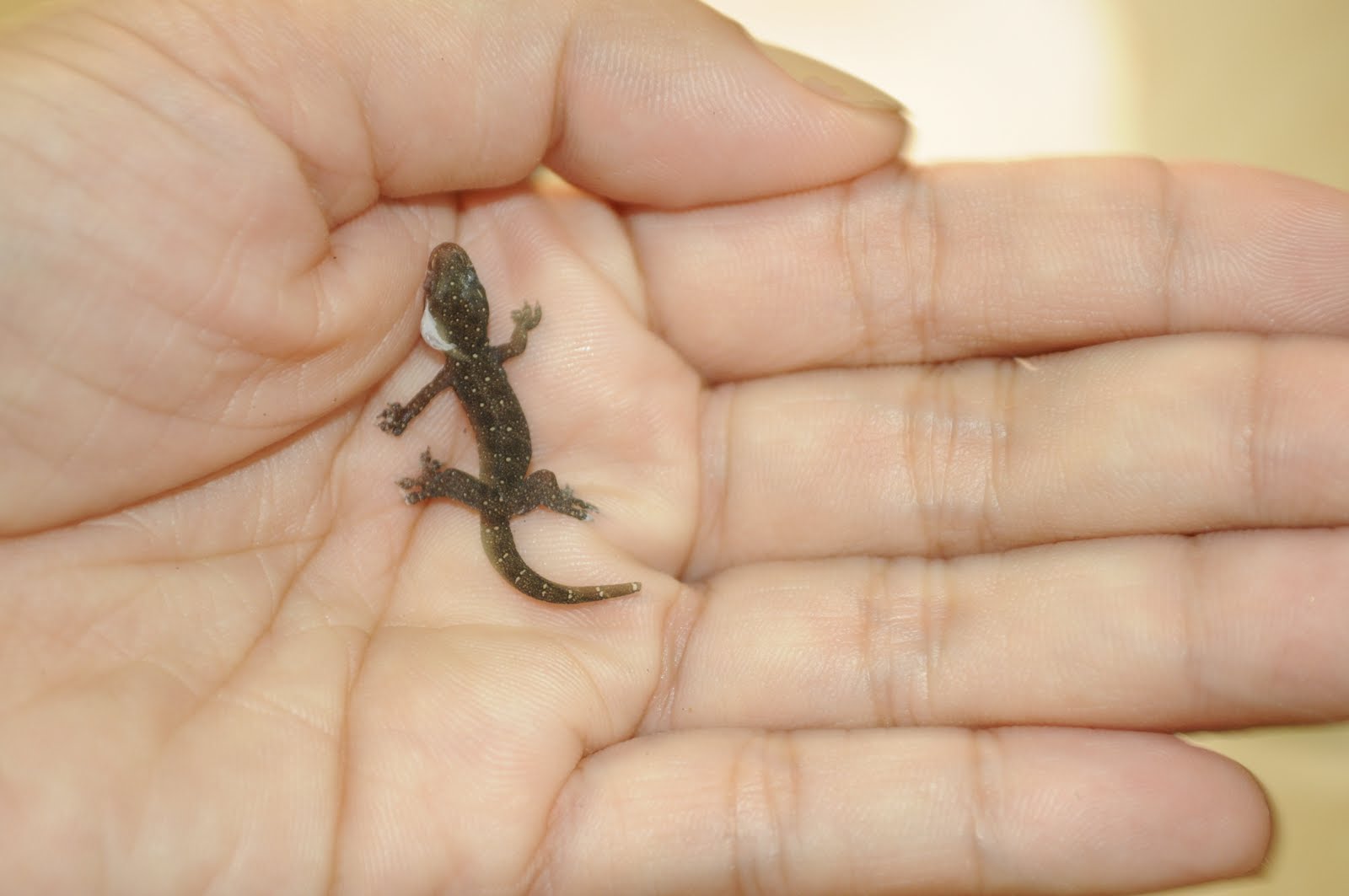 Everything Beautiful Baby Lizard