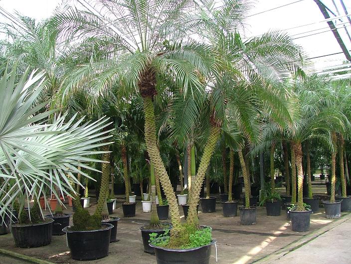 date palm definition